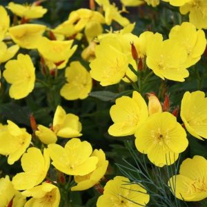Oenothera fruticosa, Sundrops, Wild Beet, Yellow Flowers, Perennial Flowers