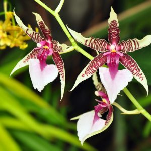 Oncidium hastilabium, Lance-Head Lip Oncidium, Odontoglossum hastilabium, Purple Orchids, Easy Orchids, Easy to Grow Orchids