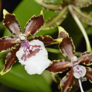 Oncidium Jungle Monarch gx, Dancing Lady Orchid, Fragrant Orchids, Chocolate Orchids, Easy Orchids, Easy to Grow Orchids