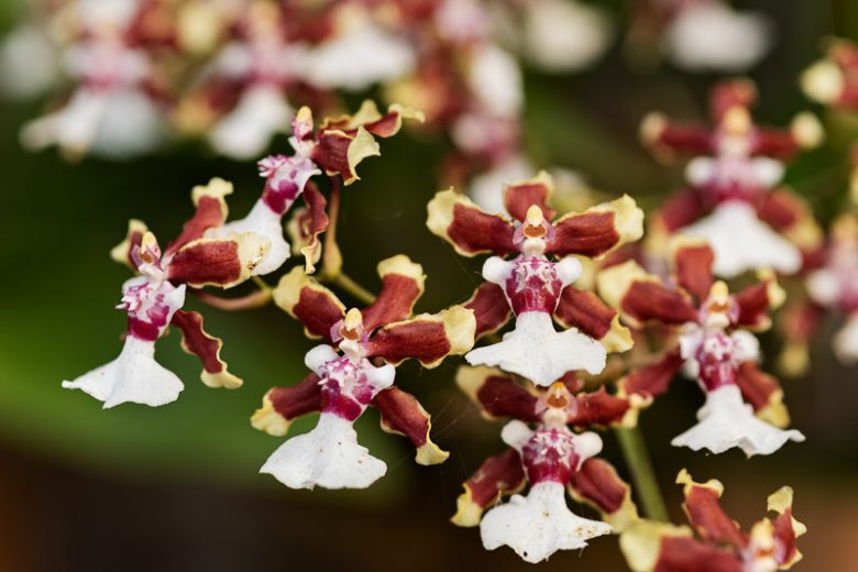 Oncidium Sharry Baby gx, Dancing Lady Orchid, Fragrant Orchids, Chocolate Orchids, Easy Orchids, Easy to Grow Orchids
