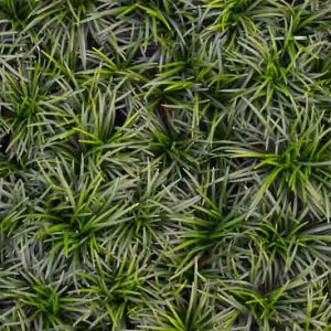Ophiopogon japonicus 'Nana', Mondo Grass 'Nana', Dwarf Lilyturf 'Nana', Dwarf Mondo Grass 'Nana', Japanese Lilyturf 'Nana', evergreen grass
