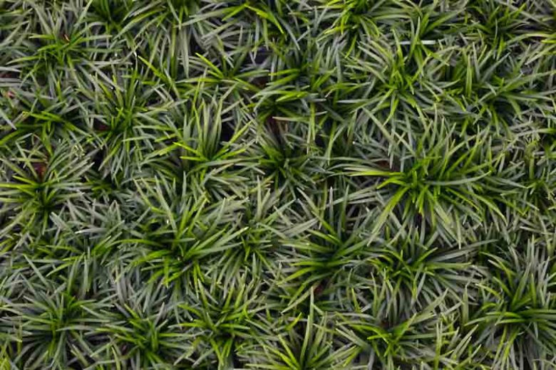 Ophiopogon japonicus 'Nana', Mondo Grass 'Nana', Dwarf Lilyturf 'Nana', Dwarf Mondo Grass 'Nana', Japanese Lilyturf 'Nana', evergreen grass
