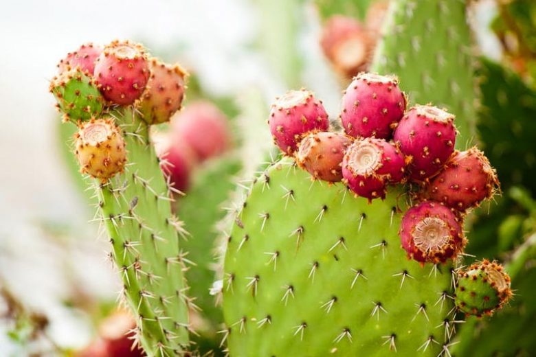 Opuntia elatior, Red-Flower Prickly Pear, Broad Prickly Pear, Cactus tuna var. elatior, Opuntia bergeriana, Opuntia megalantha, Opuntia nigricans, succulent, cactus, drought tolerant plant