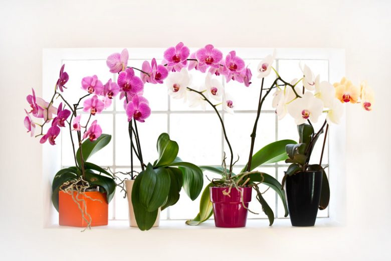 Orchids, Phalaenopsis Orchids, Cattleya orchids, Cymbidium orchids, Dendrobium orchids, Encyclia orchids, Miltonia Orchids, Oncidium Orchids, Paphiopedlium Orchids