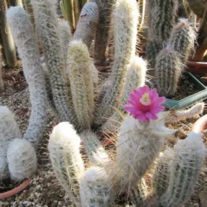 Oreocereus leucotrichus, Old Man Of The Andes, Arequipa leucotricha, Arequipa neoleucotricha, Borzicactus leucotrichus, Echinocactus leucotrichus