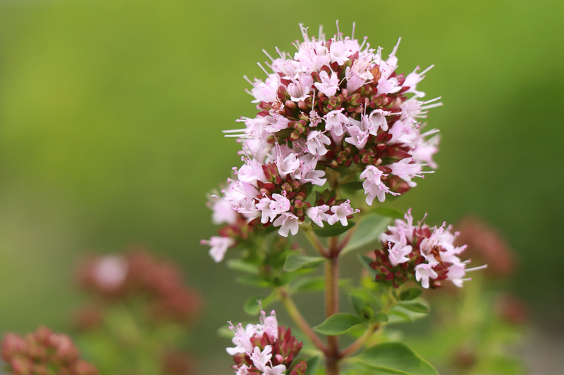 Sweet Marjoram (Origanum majorana)