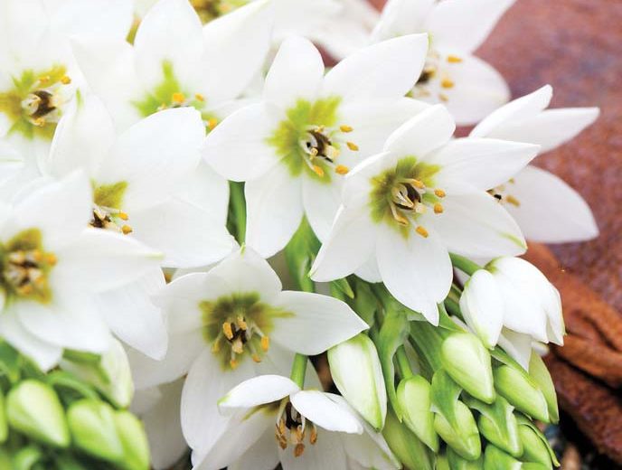 Ornithogalum thyrsoides, Chincherinchee, Wonder Flower, White Flowers, Summer Flower Bulb, Star of Bethlehem
