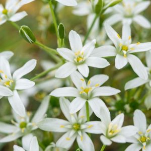Ornithogalum umbellatum,Star of Bethlehem, Grass Lily, Nap-at-Noon, Eleven-o'clock Lady, mid spring flowers, late spring flowers