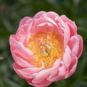 Paeonia 'Abalone Pearl', Peony 'Abalone Pearl', 'Abalone Pearl' Peony, Pink Flowers, Pink Peonies, Coral Flowers, Coral Peonies