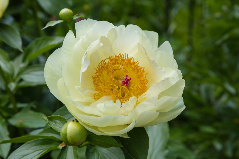 Paeonia 'Lemon Chiffon', Peony 'Lemon Chiffon', 'Lemon Chiffon' Peony, Chinese Peony 'Lemon Chiffon', Common Garden Peony 'Lemon Chiffon', Yellow Peonies, Yellow flowers, Hybrid Peony