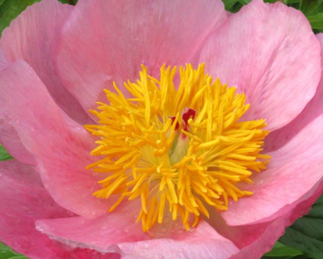 Paeonia 'Roselette', Peony 'Roselette', 'Roselette' Peony,Pink Peonies, Pink Flowers, Fragrant Peonies