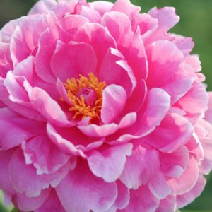 Paeonia 'Rozella', Peony 'Rozella', 'Rozella' Peony, Pink Flowers, Pink Peonies, Fragrant Peonies