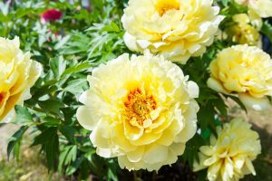 Paeonia 'Bartzella', Peony 'Bartzella', 'Bartzella' Peony, Itoh Peony 'Bartzella', Intersectional Peony 'Bartzella', Yellow Peonies, Yellow flowers, Fragrant Peonies