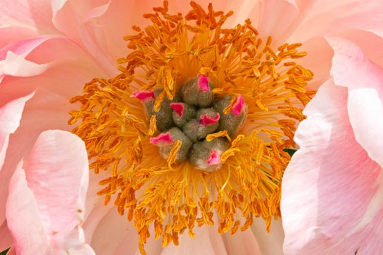 Paeonia 'Coral Charm', Peony 'Coral Charm', 'Coral Charm' Peony, Pink Flowers, Pink Peonies, Coral Flowers, Coral Peonies