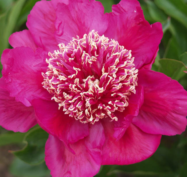 Paeonia lactiflora 'Barrington Belle' (Peony)
