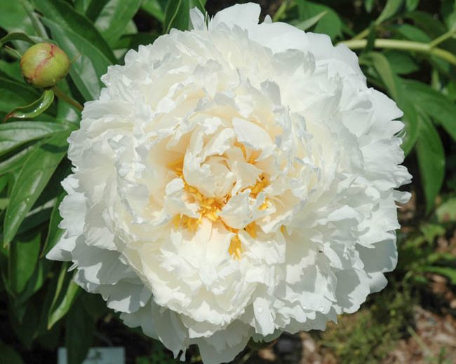 Paeonia Lactiflora 'Bowl of Cream', Peony 'Bowl of Cream', 'Bowl of Cream' Peony, White flowers, White Peonies, Fragrant Peonies