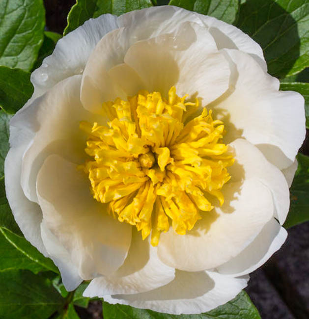 Paeonia lactiflora　2点おまとめ Paeonia Lactiflora: The Ancient Flower That's Taking Gardens by