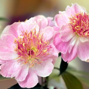 Paeonia Lactiflora 'Do Tell', Peony 'Do Tell', 'Do Tell' Peony, Chinese Peony 'Do Tell' , Common Garden Peony 'Do Tell', Pink Peonies, Pink Flowers, Fragrant Peonies