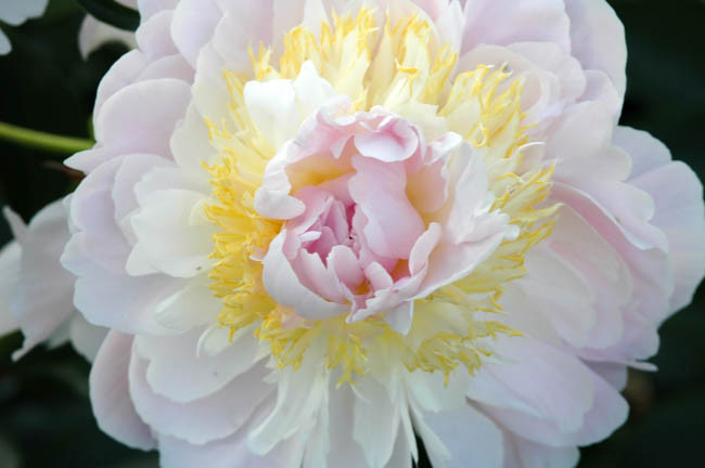Paeonia Lactiflora 'Golly', Peony 'Golly', 'Golly' Peony, Chinese Peony 'Golly', Common Garden Peony 'Golly', Pink Peonies, Pink Flowers, Fragrant Peonies