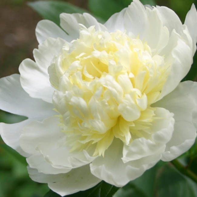 Paeonia lactifloraさま専用 Paeonia lactiflora 'Laura Dessert' (Peony)