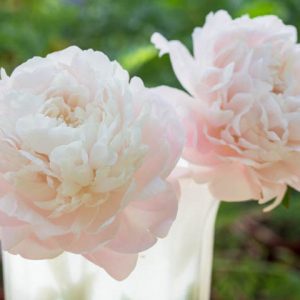 Paeonia Lactiflora 'Mother's Choice', Peony 'Mother's Choice', 'Mother's Choice' Peony, White flowers, White Peonies, Fragrant Peonies