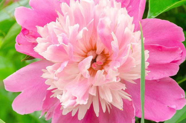 Paeonia Lactiflora 'Philomele', Peony 'Philomele', 'Philomele' Peony, Chinese Peony 'Philomele', Common Garden Peony 'Philomele', Pink Peonies, Pink Flowers, Fragrant Peonies