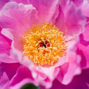Paeonia Lactiflora 'Pink Dawn', Peony 'Pink Dawn', 'Pink Dawn' Peony, Chinese Peony 'Pink Dawn', Common Garden Peony 'Pink Dawn', Pink Peonies, Pink Flowers