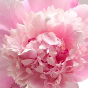 Paeonia Lactiflora 'Sorbet', Peony 'Sorbet', 'Sorbet' Peony, Chinese Peony 'Sorbet', Common Garden Peony 'Sorbet'', Pink Peonies, Pink Flowers, Fragrant Peonies