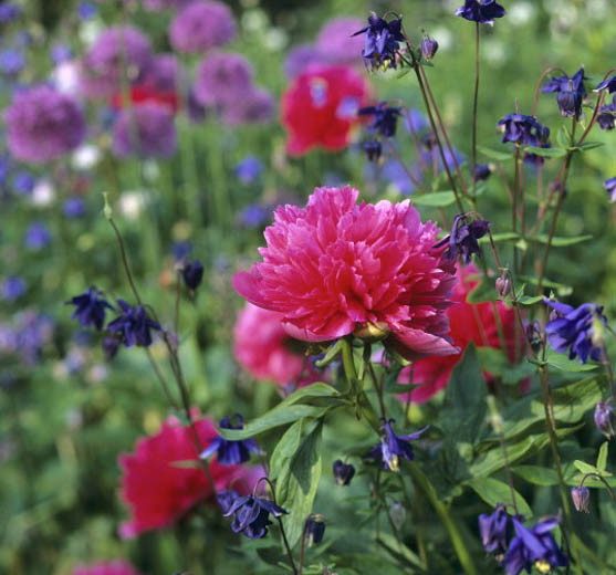 Paeonia Officinalis 'Rosea Plena', Peony 'Rosea Plena', 'Rosea Plena' Peony, Pink Peonies, Pink Flowers, Fragrant Peonies
