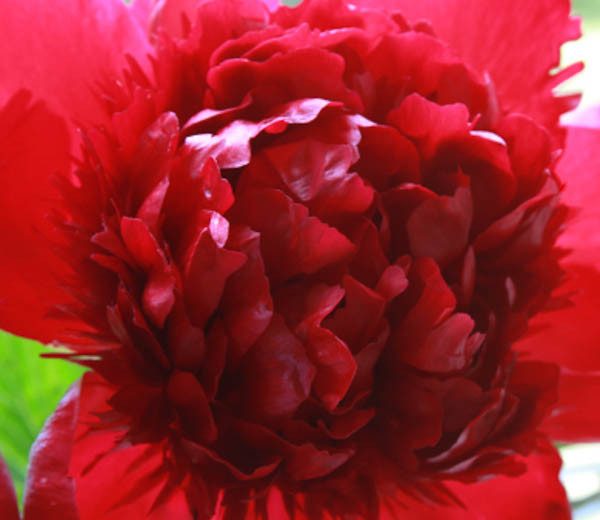 Paeonia 'Red Charm' , Peony 'Red Charm', 'Red Charm Peony, Red Peonies, Red Flowers, Fragrant Peonies