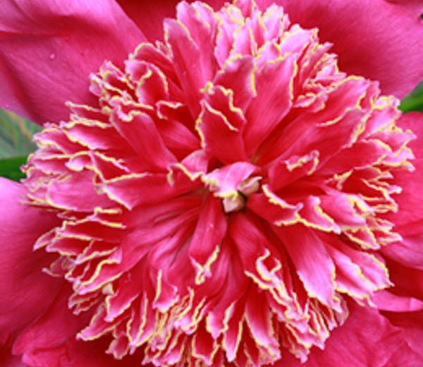 Paeonia 'Red Emperor',Peony 'Red Emperor', ''Red Emperor' Peony, Red Peonies, Red Flowers