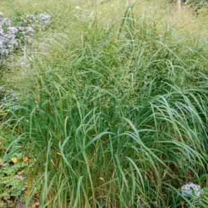 Panicum Virgatum, Switch Grass, Switchgrass, Wand Panic Grass