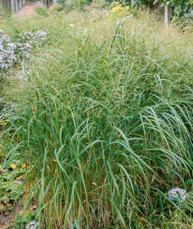 Panicum virgatum (Switch Grass)