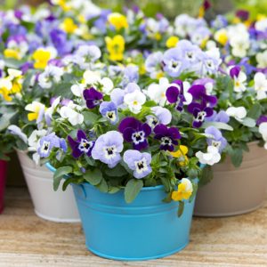 Pansies, Pansy, Violets, Viola, Violet, Annual Flowers, Annual Plants, Annuals