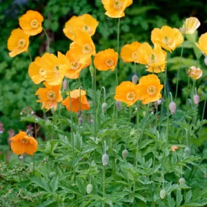Papaver atlanticum , Atlas Poppy, Moroccan Poppy, Spanish Poppy, Orange flowers, Perennial Poppy