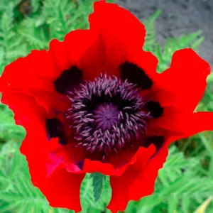 Papaver bracteatum , Great Scarlet Poppy, Great Scarlet Poppy, Iranian Poppy, Persian Poppy, Red flowers, Red Poppy, Red Poppies