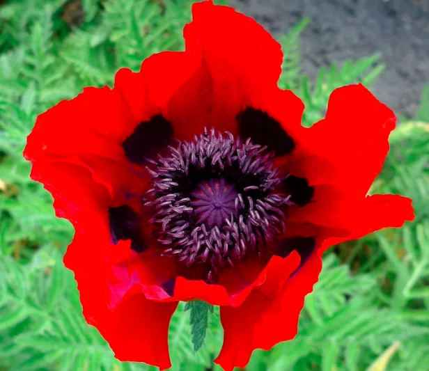 Papaver bracteatum , Great Scarlet Poppy, Great Scarlet Poppy, Iranian Poppy, Persian Poppy, Red flowers, Red Poppy, Red Poppies