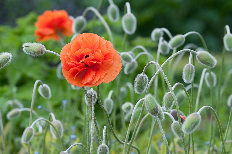 Papaver orientale 'Fireball', Oriental Poppy 'Fireball', Orange Poppy, Orange Flower, Orange Papaver, Orange Oriental Poppy
