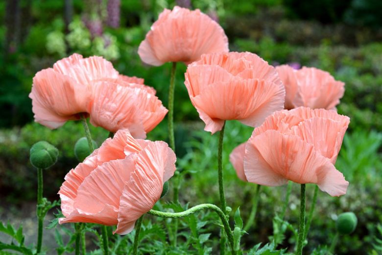 Papaver Orientale 'Helen Elizabeth', Oriental Poppy 'Helen Elizabeth', Pink Poppy, Pink Flower, Pink Papaver, Pink Orientale Poppy
