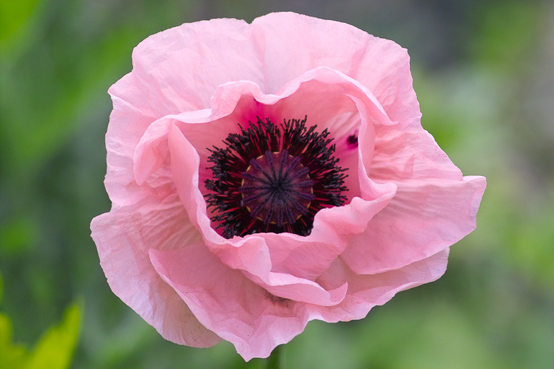 Papaver orientale 'Prinzessin Victoria Louise' (Oriental Poppy)