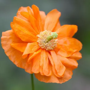 Papaver rupifragum 'Flore Pleno', Spanish Poppy Flore Pleno, Double Spanish Poppy, Orange flowers, Perennial Poppy