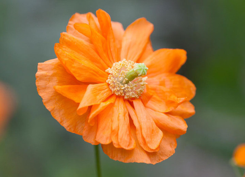 Papaver rupifragum 'Flore Pleno', Spanish Poppy Flore Pleno, Double Spanish Poppy, Orange flowers, Perennial Poppy