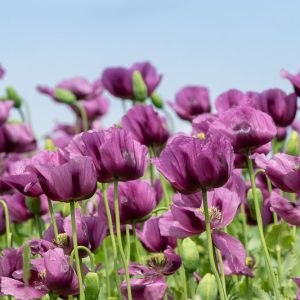 Papaver somniferum 'Hungarian Blue',  Opium Poppy 'Hungarian Blue', Purple Poppy, Purple Flower, Purple Papaver, Purple Opium Poppy