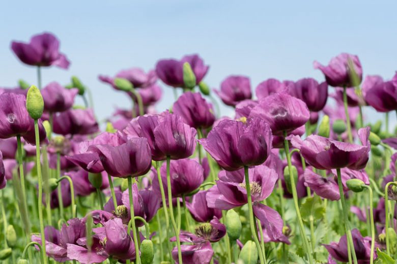 Papaver somniferum 'Hungarian Blue',  Opium Poppy 'Hungarian Blue', Purple Poppy, Purple Flower, Purple Papaver, Purple Opium Poppy