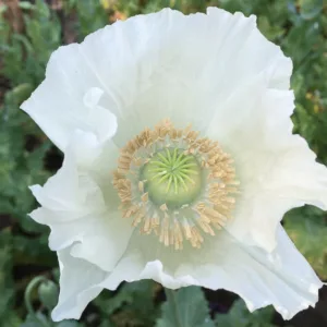 Papaver somniferum 'Sissinghurst White',  Opium Poppy 'Sissinghurst White', White Poppy, White Flower, White Papaver, White Opium Poppy