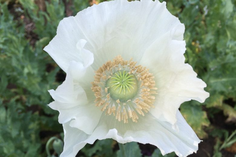 Papaver somniferum 'Sissinghurst White',  Opium Poppy 'Sissinghurst White', White Poppy, White Flower, White Papaver, White Opium Poppy