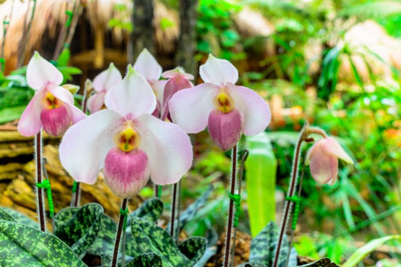 Paphiopedilum delenatii, Venus Slipper Orchid, Lady Slipper Orchid, Easy Orchids, Pink Orchids