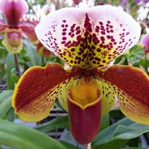 Paphiopedilum gratrixianum, Venus Slipper Orchid, Lady Slipper Orchid, Easy Orchids