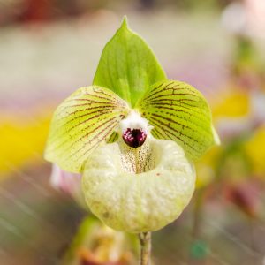 Paphiopedilum malipoense, Venus Slipper Orchid, Lady Slipper Orchid, Jade Slipper Orchid, The Malipo Paphiopedilum, Easy Orchids, Yellow Orchids