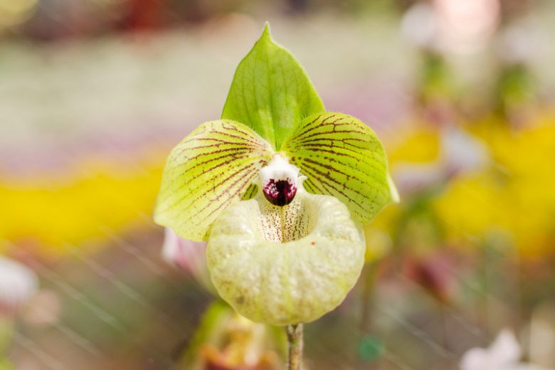 Lady's Slipper Orchids: Plant Care & Growing Guide